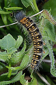 Gelber Wiesenspinner halberwachsene Raupe