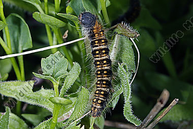 Gelber Wiesenspinner halberwachsene Raupe