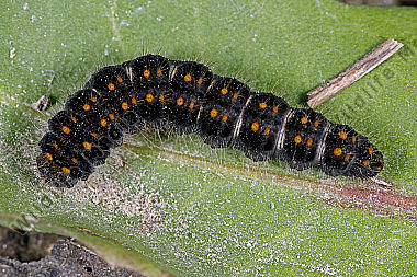 Gelber Wiesenspinner halberwachsene Raupe