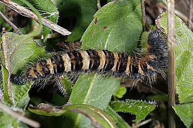 Gelber Wiesenspinner Raupe