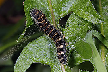 Gelber Wiesenspinner Raupe