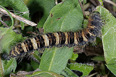 Gelber Wiesenspinner Raupe