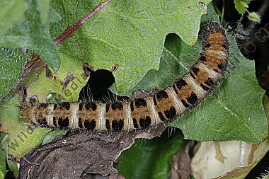 Gelber Wiesenspinner Raupe