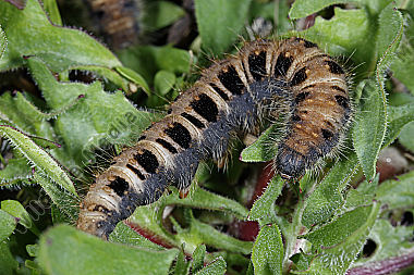 Gelber Wiesenspinner Raupe
