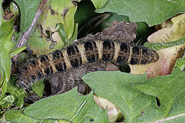 Gelber Wiesenspinner Raupe