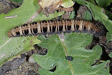 Gelber Wiesenspinner Raupe