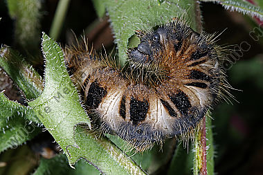 Gelber Wiesenspinner Raupe
