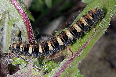 Gelber Wiesenspinner Raupe