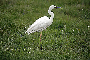 Silberreiher