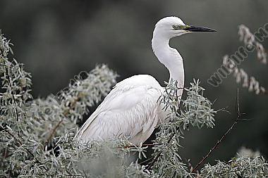 Silberreiher