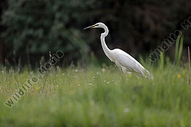 Silberreiher