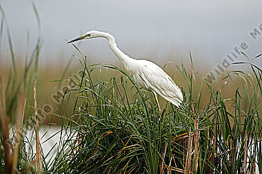 Silberreiher