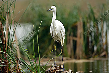 Silberreiher