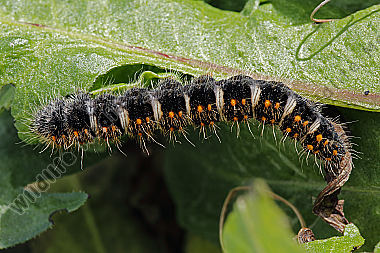 Gelber Wiesenspinner halberwachsene Raupe