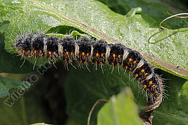 Gelber Wiesenspinner halberwachsene Raupe