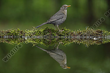 Amsel Weibchen