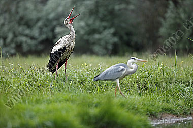 Weißstorch
