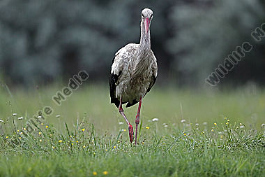 Weißstorch