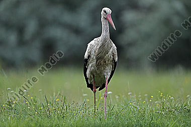 Weißstorch