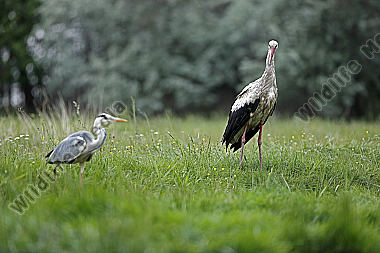 Weißstorch