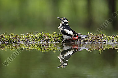 Buntspecht Männchen
