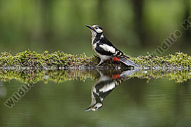 Buntspecht Männchen