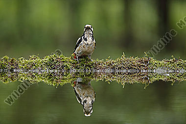 Buntspecht Männchen