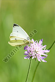 Kleine Kohlweißling Pieris rapae