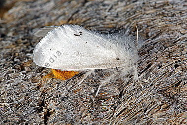 Goldafter Weibchen