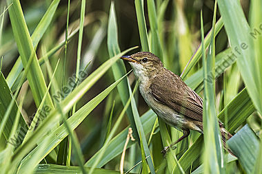 Teichrohrsänger (Acrosephalus scirpaceus)