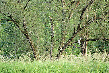 Graureiher (Ardea cinerea) in Aue