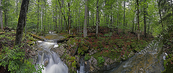 Großer Urwald Sommer Panorama