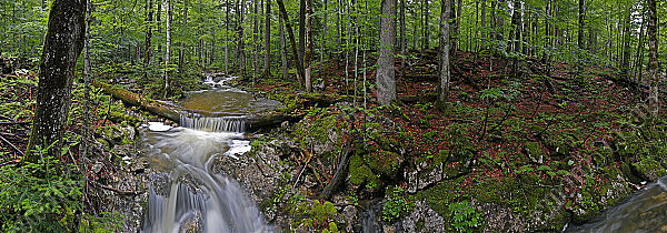 Großer Urwald Sommer Panorama