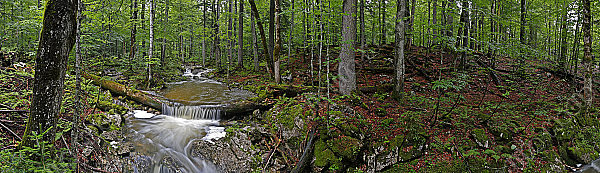 Großer Urwald Sommer Panorama