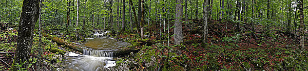 Großer Urwald Sommer Panorama