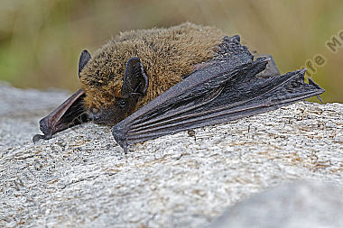 Zwergfledermaus