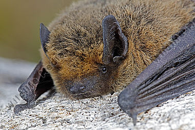 Zwergfledermaus
