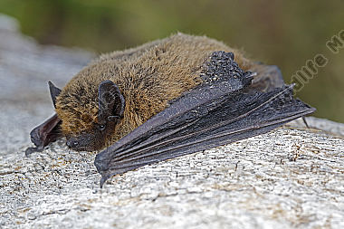 Zwergfledermaus
