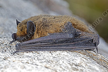 Zwergfledermaus