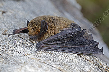 Zwergfledermaus