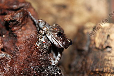 Vietnam-Flechtenmoosfrosch