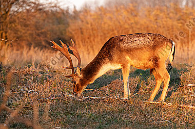 Damhirsch