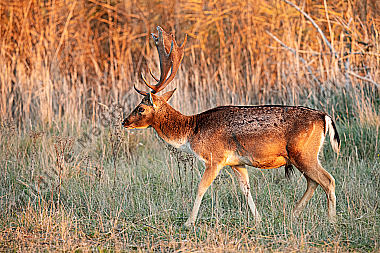Damhirsch