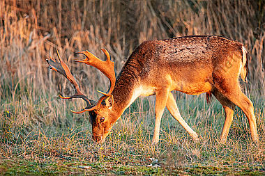 Damhirsch
