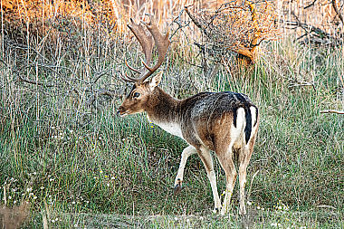 Damhirsch