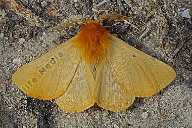 Gelber Wiesenspinner Männchen