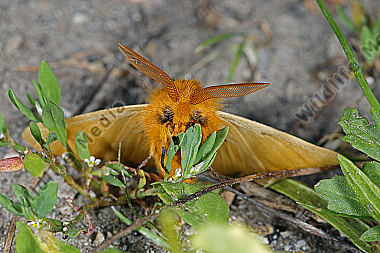 Gelber Wiesenspinner Männchen