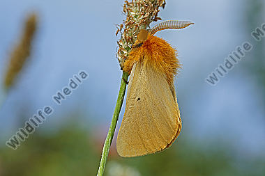 Gelber Wiesenspinner Männchen