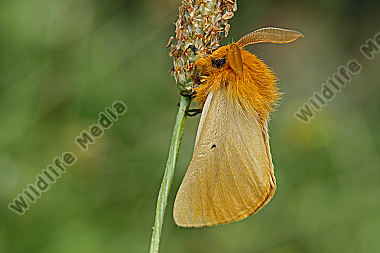 Gelber Wiesenspinner Männchen