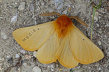Gelber Wiesenspinner Männchen